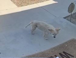 Lost Female Dog last seen Mill st, San Bernardino, CA 92410