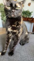 Lost Female Cat last seen N Dudley street, Pomona, CA 91768