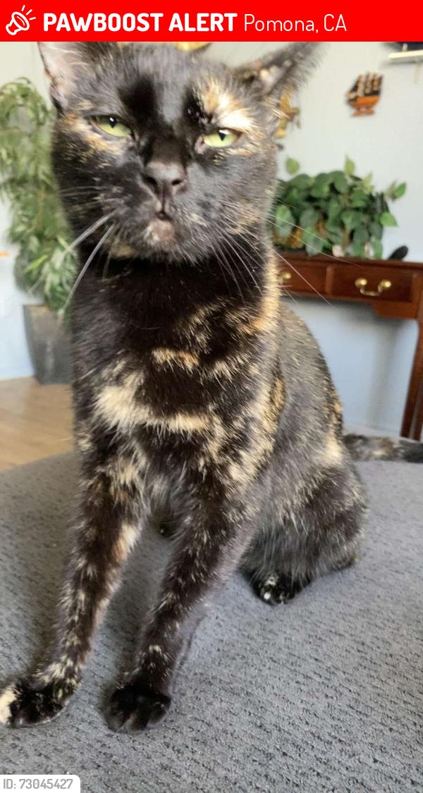 Lost Female Cat last seen N Dudley street, Pomona, CA 91768