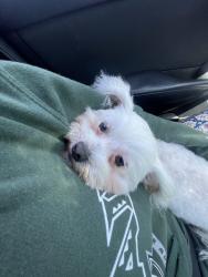 Reunited Female Dog last seen  Sears Ave, San Diego, CA 92114, USA, San Diego, CA 92114