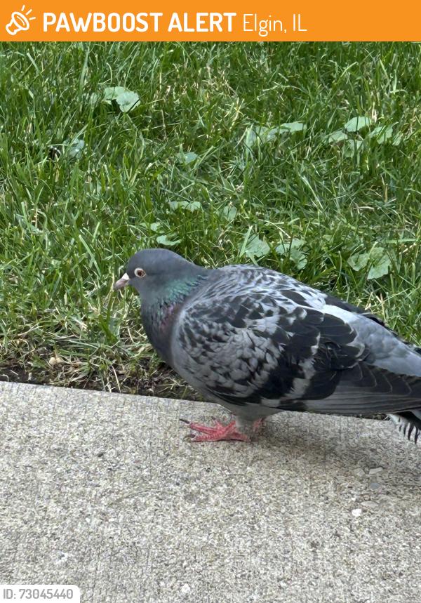 Found/Stray Unknown Bird last seen Close by Golden market, Elgin, IL 60120