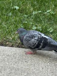 Found/Stray Unknown Bird last seen Close by Golden market, Elgin, IL 60120