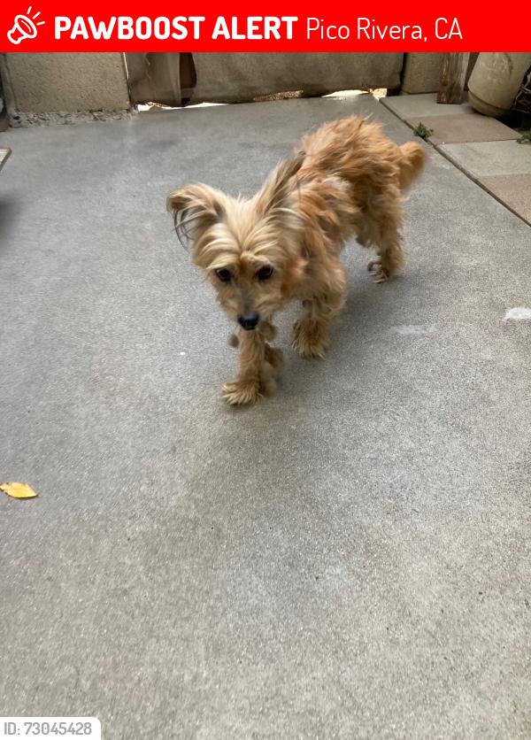 Lost Female Dog last seen Paramount Place, Pico Rivera, CA 90660