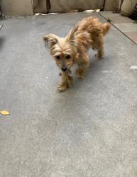 Lost Female Dog last seen Paramount Place, Pico Rivera, CA 90660