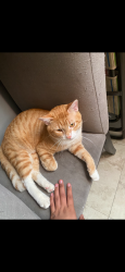 Lost Male Cat last seen Kostner train station , Chicago, IL 60623