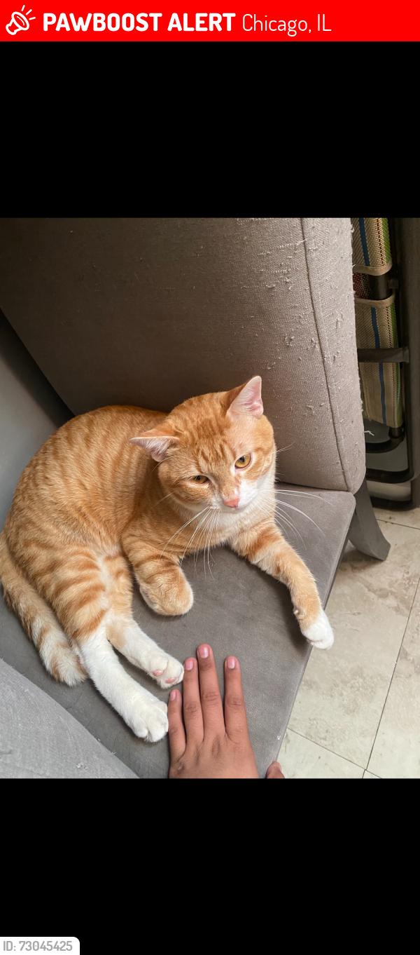 Lost Male Cat last seen Kostner train station , Chicago, IL 60623