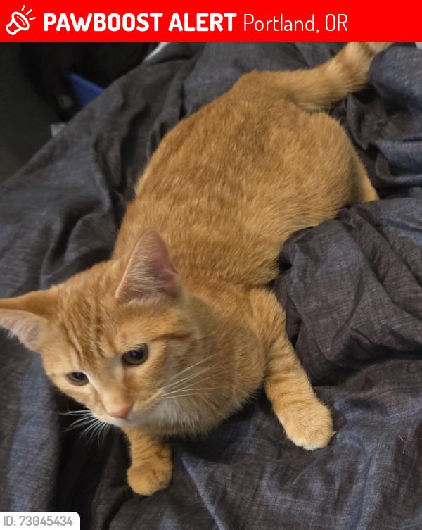 Lost Female Cat last seen Fessenden (shamrock market), Portland, OR 97203
