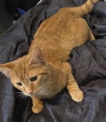 Lost Female Cat last seen Fessenden (shamrock market), Portland, OR 97203