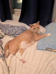 Reunited Female Cat last seen Aldi, Willow Grove, PA 19090