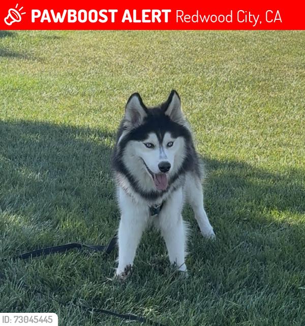 Lost Male Dog last seen Jackson Ave Redwood City Ca 94061, Redwood City, CA 94062