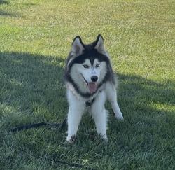 Lost Male Dog last seen Jackson Ave Redwood City Ca 94061, Redwood City, CA 94062