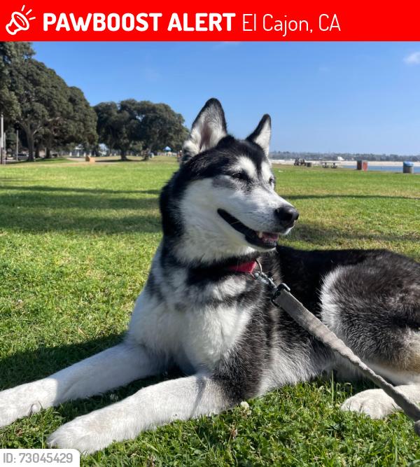 Lost Female Dog last seen wells park, El Cajon, CA 92021