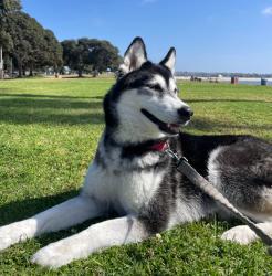 Lost Female Dog last seen wells park, El Cajon, CA 92021