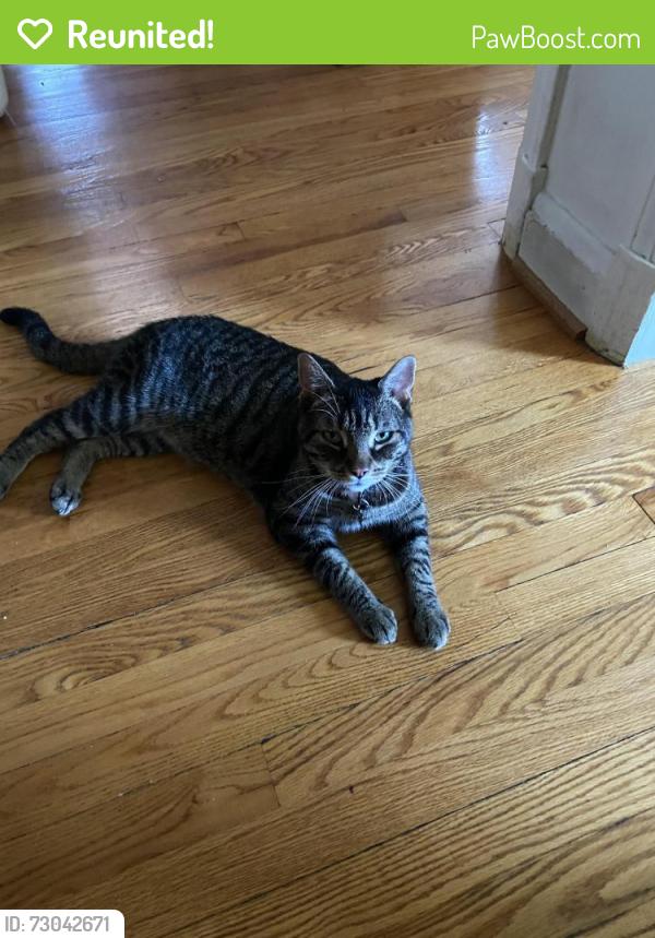 Reunited Male Cat last seen Miles Ave and 28th Street, Baltimore, MD 21211