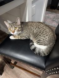 Found/Stray Male Cat last seen Lane st, Kannapolis, NC 28083