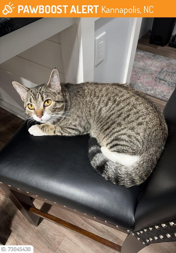 Found/Stray Male Cat last seen Lane st, Kannapolis, NC 28083