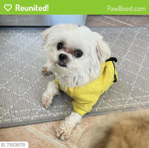 Reunited Male Dog last seen Walton street, Oceanside, CA 92058