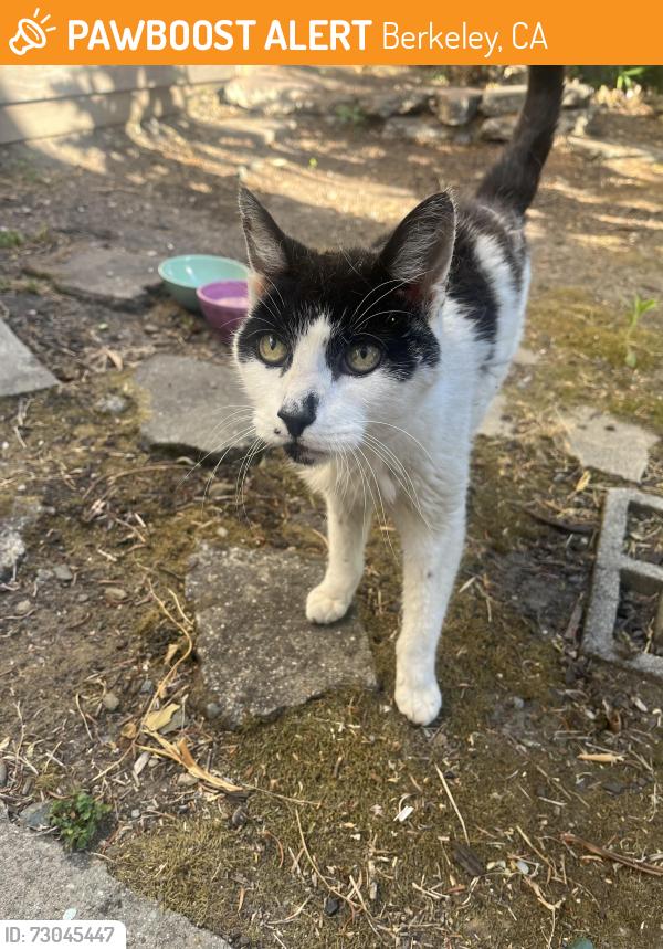 Found/Stray Male Cat last seen Ashby Bart , Berkeley, CA 94704