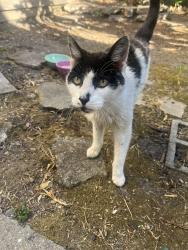 Found/Stray Male Cat last seen Ashby Bart , Berkeley, CA 94704