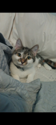 Lost Male Cat last seen Near N 67th drive, Peoria Az, Peoria, AZ 85345