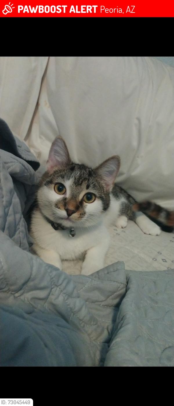 Lost Male Cat last seen Near N 67th drive, Peoria Az, Peoria, AZ 85345