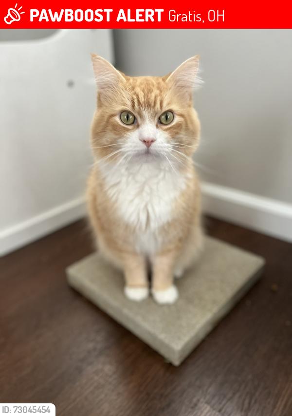 Lost Male Cat last seen Enterprise , Gratis, OH 45381