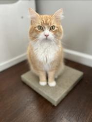 Lost Male Cat last seen Enterprise , Gratis, OH 45381