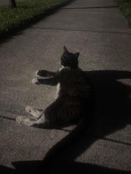 Found/Stray Unknown Cat last seen Gated community, under cars, Haines City, FL 33844