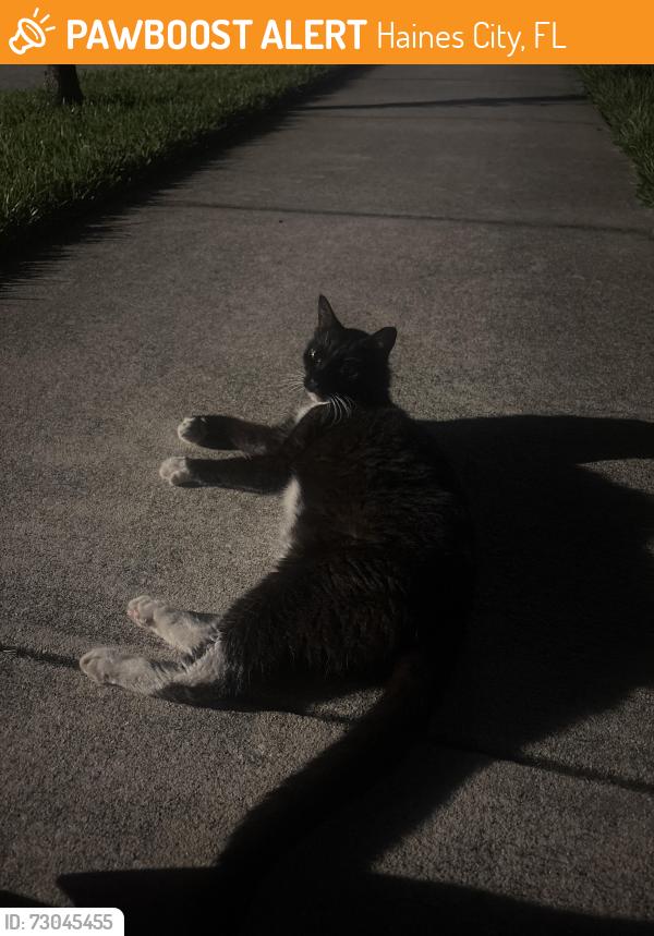 Found/Stray Unknown Cat last seen Gated community, under cars, Haines City, FL 33844
