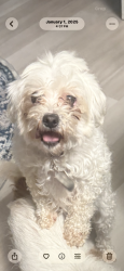 Lost Female Dog last seen Meadowbrook area , San Diego, CA 92114