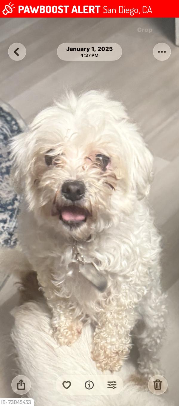 Lost Female Dog last seen Meadowbrook area , San Diego, CA 92114