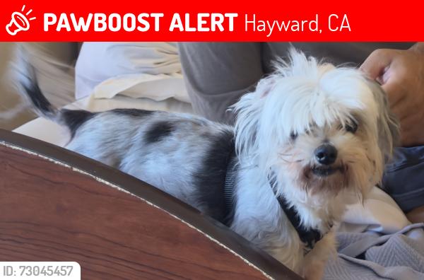 Lost Female Dog last seen Duffel Pl., Hayward, CA 94544