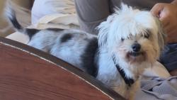 Lost Female Dog last seen Duffel Pl., Hayward, CA 94544