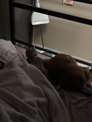 Lost Female Cat last seen Commercial and Boone Les Schwab, Salem, OR 97310