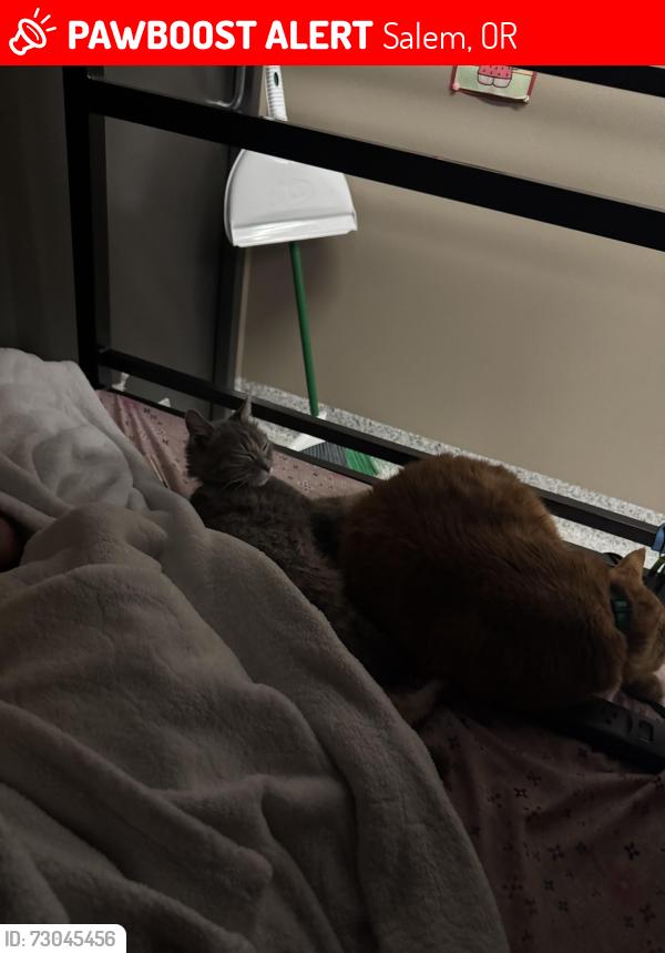 Lost Female Cat last seen Commercial and Boone Les Schwab, Salem, OR 97310