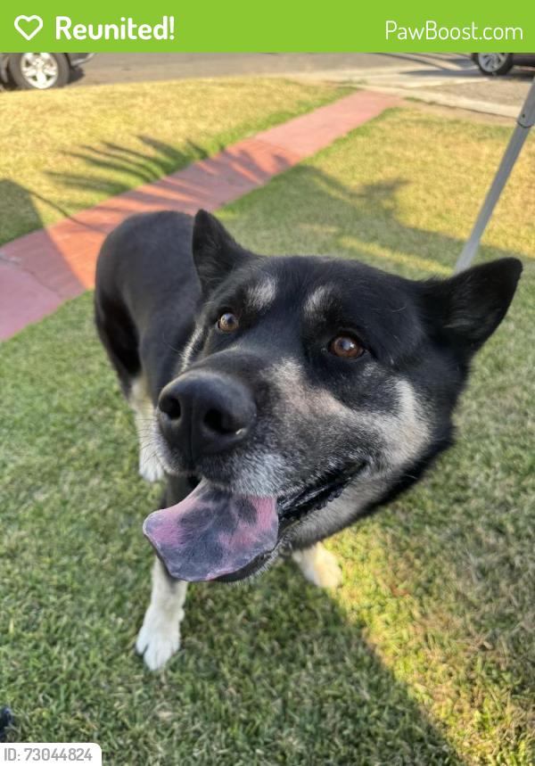 Reunited Male Dog last seen Riverview & Montecito, El Monte, CA 91731