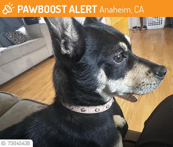 Found/Stray Female Dog last seen Orangewood & Haster, Anaheim, CA 92802