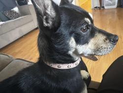Found/Stray Female Dog last seen Orangewood & Haster, Anaheim, CA 92802