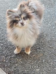 Lost Female Dog last seen Near closer to hedgesville middle school, Hedgesville, WV 25427