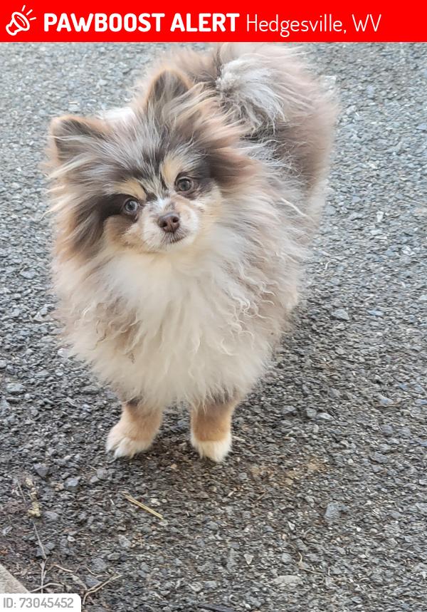 Lost Female Dog last seen Near closer to hedgesville middle school, Hedgesville, WV 25427