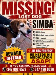 Lost Male Dog last seen 234th Street and Union Turnpike , Queens, NY 11427