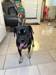 Found/Stray Female Dog last seen Millbrook & Gettysburg, Fresno, CA 93726