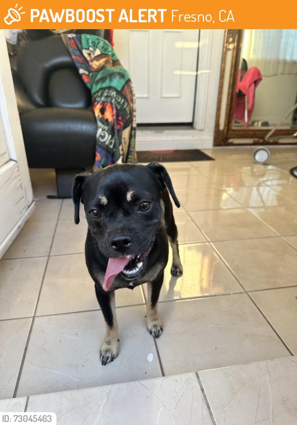 Found/Stray Female Dog last seen Millbrook & Gettysburg, Fresno, CA 93726