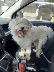 Found/Stray Male Dog last seen Near, Houston, TX 77076