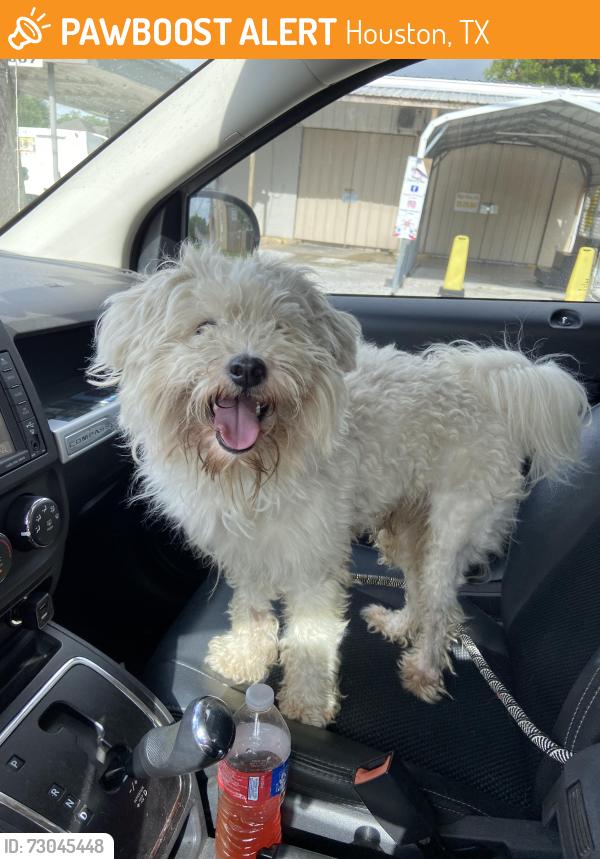 Found/Stray Male Dog last seen Near, Houston, TX 77076