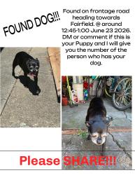 Found/Stray Female Dog last seen Vacaville, ca, Vallejo, CA 94590
