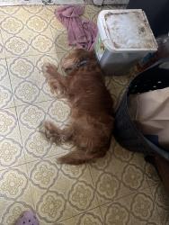 Reunited Male Dog last seen Will county health department , Joliet, IL 60433