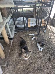 Found/Stray Female Cat last seen Dwight and huron, Pontiac, MI 48340