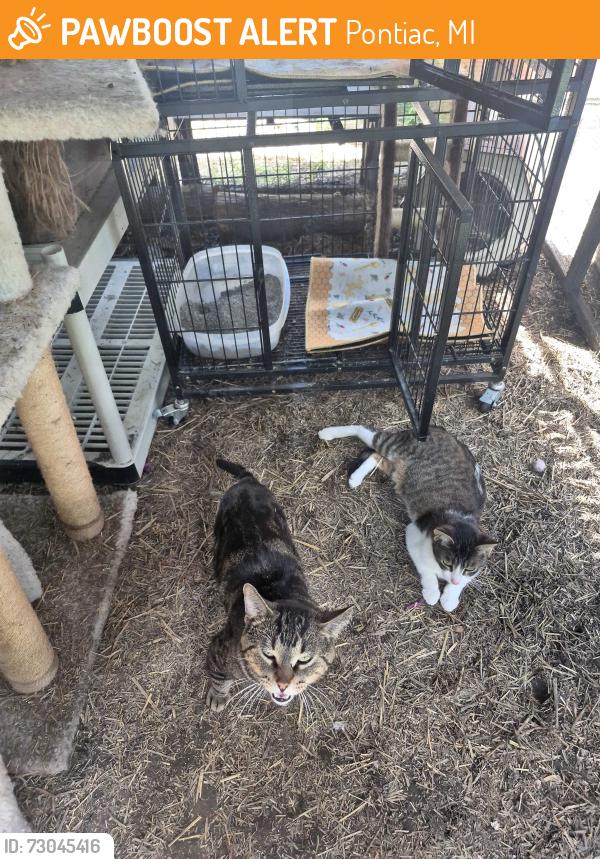 Found/Stray Female Cat last seen Dwight and huron, Pontiac, MI 48340