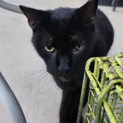 Shelter Stray Male Cat last seen Near BLOCK COUGAR VILLAGE, 4710 TX-151, San Antonio, TX 78227, USA